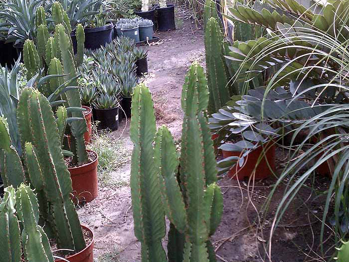 Euphorbia ingen